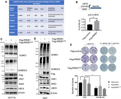 RREB1-mediated SUMOylation enhancement promotes chemoresistance partially by transcriptionally upregulating UBC9 in colorectal cancer